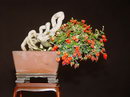 Hibiscus Rosa Bonsai